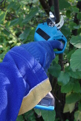 Pruning trees with electric pruning shears branch cutter automatic with battery to easyprune branches of trees. Gardening electric tool equipment.