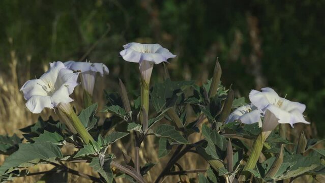 Three Datura Plant Blooms Jimson Weed