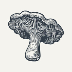 Chanterelle Mushroom. Vintage woodcut engraving style vector illustration. © RetroVector