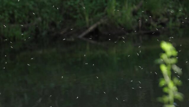 Mosquito Swarm in Slow Motion