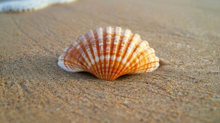 A close up of a single, perfectly symmetrical seashell on a smooth, sandy beach