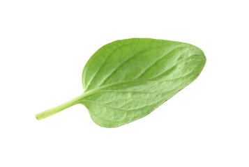 Fresh green oregano leaf isolated on white