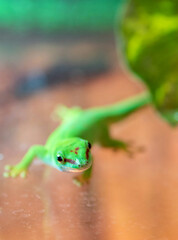 green frog