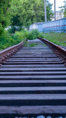 Fototapeta premium wooden bridge in the woods