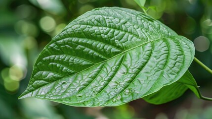 Edible and Medicinal Properties of Chinese Betel Leaf