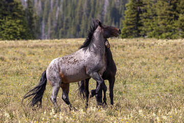 Pair of Wild Horse Stallions Fighting in the Pryor Mountains Montana in Summer