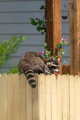Raccoon climbing a fence in urban neighborhood