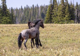 Pair of Wild Horse Stallions Fighting in the Pryor Mountains Montana in Summer