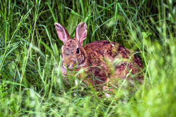 A SMALL WILD RABBIT WITH A BRIGHT EYE SITTING IN TALL LUSH GRASS AT THE UNIVERSITY OF WASHINGTON SLOUGH IN SEATTLE