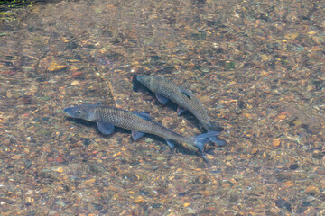 浅瀬を遡上する大きく育ったニゴイ