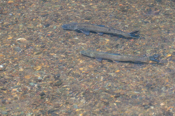 浅瀬を遡上する大きく育ったニゴイ