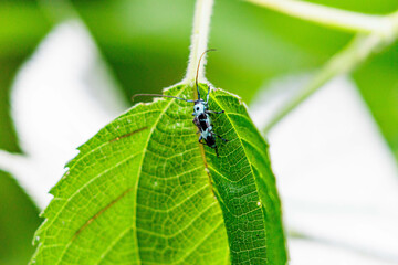 葉の上でやすむラミーカミキリ