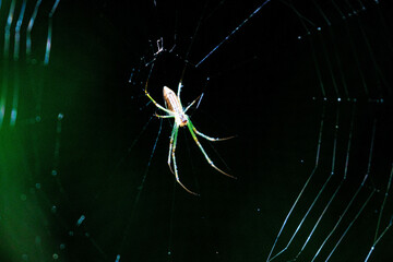 蜘蛛の巣づくりに励むクモ