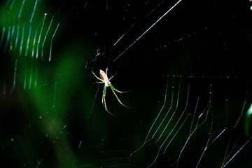 蜘蛛の巣づくりに励むクモ