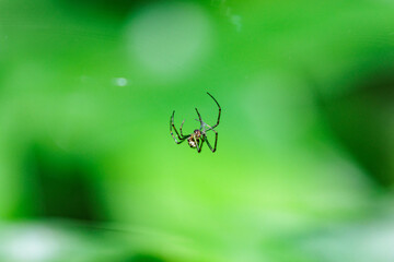 蜘蛛の巣づくりに励むクモ