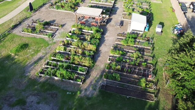 Flyover large community garden with row of wooden, metal raised beds, green house, storage sheds, covered pergola in Dallas, patch adopt a plot food bank donation, gardener watering in Texas