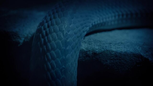 Snake Moves Up Over Ledge In The Dark
