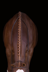 Horse Mane Braided with head down © Terri Cage 