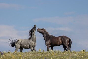 Fototapeta premium Wild Horse Stallions Fighting in the Pryor Mountains Montana in Summer