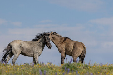 Wild Horse Stallions Fighting in the Pryor Mountains Montana in Summer