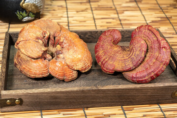 Close-up of a reishi medicinal mushroom (Ganoderma lucidum). This highly detailed polypore mushroom, also known as lingzhi, is used in traditional Chinese medicine.