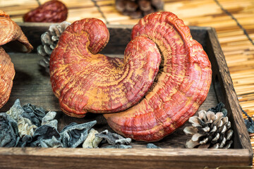 Close-up of a reishi medicinal mushroom (Ganoderma lucidum). This highly detailed polypore mushroom, also known as lingzhi, is used in traditional Chinese medicine.