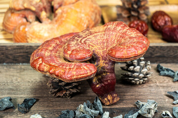 Close-up of a reishi medicinal mushroom (Ganoderma lucidum). This highly detailed polypore mushroom, also known as lingzhi, is used in traditional Chinese medicine.