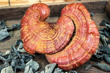 Close-up of a reishi medicinal mushroom (Ganoderma lucidum). This highly detailed polypore mushroom, also known as lingzhi, is used in traditional Chinese medicine.