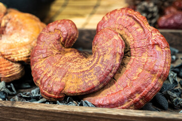Close-up of a reishi medicinal mushroom (Ganoderma lucidum). This highly detailed polypore mushroom, also known as lingzhi, is used in traditional Chinese medicine.