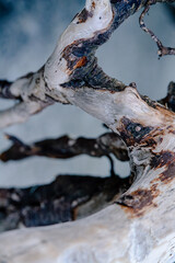 a tree branch made of driftwood on the beach