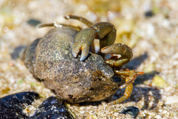 a small crab on top of a rock