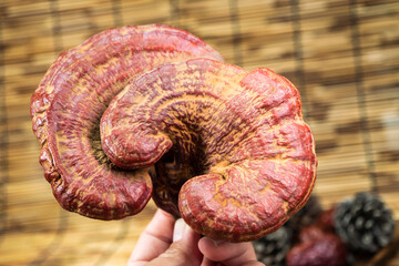 Close-up of a reishi medicinal mushroom (Ganoderma lucidum). This highly detailed polypore mushroom, also known as lingzhi, is used in traditional Chinese medicine.