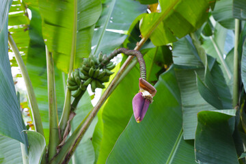 Bunch of fresh green bananas hanging from a banana tree