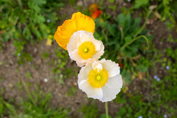 Beautiful poppy flower garden. The Expo 70 Commemorative Park, Osaka, Japan