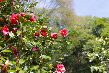 Beautiful camellia flower on tree. The Expo 70 Commemorative Park, Osaka, Japan