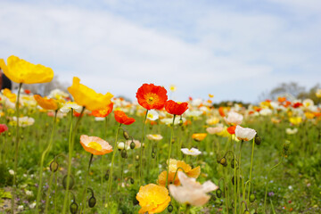 Beautiful poppy flower garden. The Expo 70 Commemorative Park, Osaka, Japan
