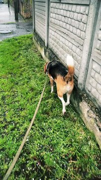 A multi-colored cute dog walks on a long leash on the street. A fence and grass are visible. Vertical video. High quality 4k footage