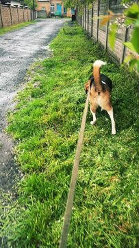 A multi-colored cute dog walks on a long leash on the street. A fence and grass are visible. Vertical video. High quality 4k footage