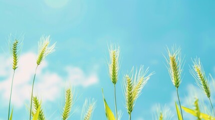 Wheatgrass and barley with blue sky backdrop and space for text