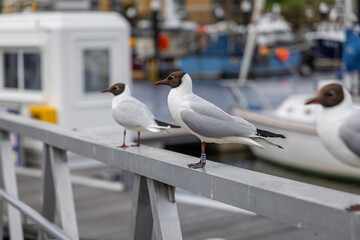 Feeding seagulls in Lymington, a port town in the New Forest district of Hampshire, England