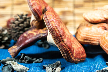 Close-up of a reishi medicinal mushroom (Ganoderma lucidum). This highly detailed polypore mushroom, also known as lingzhi, is used in traditional Chinese medicine.