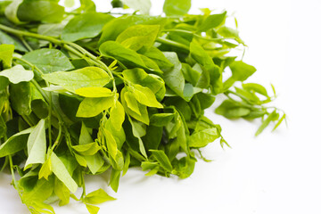 Green leaves of sauropus androgynus