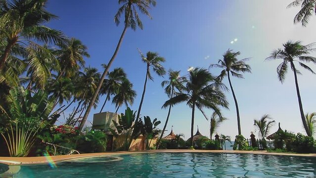 A group of palm trees next to a body of water