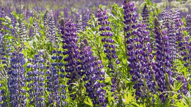 A close up of a flower