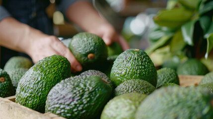 Close-up shots of avocados being carefully placed into  crates