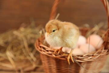 Cute chick and wicker basket on blurred background, space for text. Baby animal