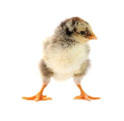 One cute chick isolated on white. Baby animal