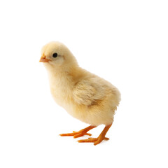 One cute chick isolated on white. Baby animal