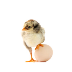Cute chick and egg isolated on white. Baby animal
