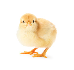 Fototapeta premium One cute chick isolated on white. Baby animal